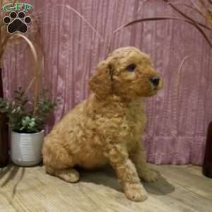 Teddy, Mini Goldendoodle Puppy